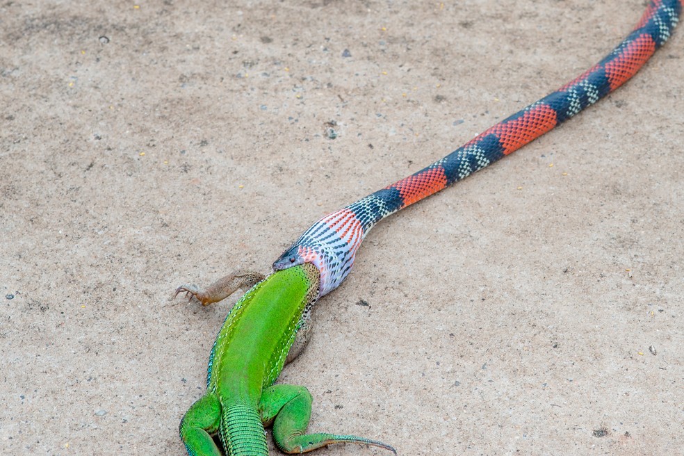 A falsa coral começou a devorar o lagarto pela cabeça (Foto: Junior Esteves)