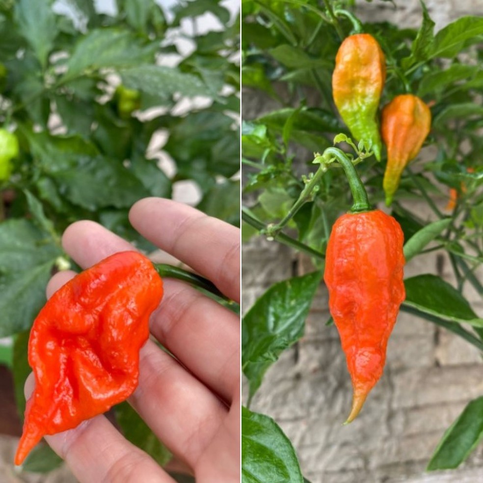 Bhut Jolokia é considerada a terceira pimenta mais ardida do mundo — Foto: Juliana Pinheiro/Arquivo pessoal