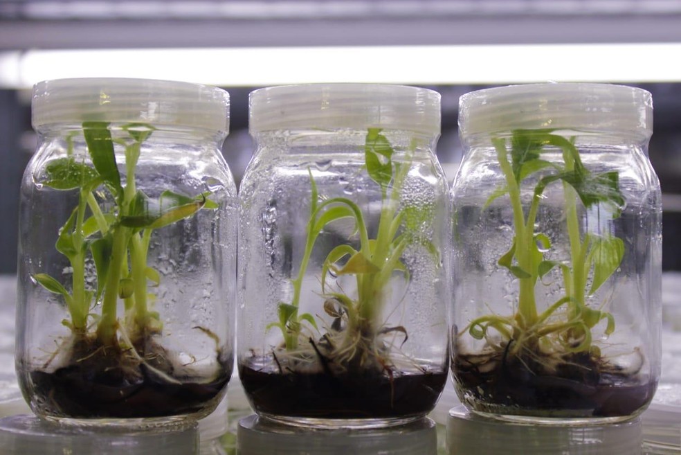Biofábrica já produziu 170 mil clones de bananeira e abacaxi no Viveiro Floresta — Foto: Arquivo/Sema