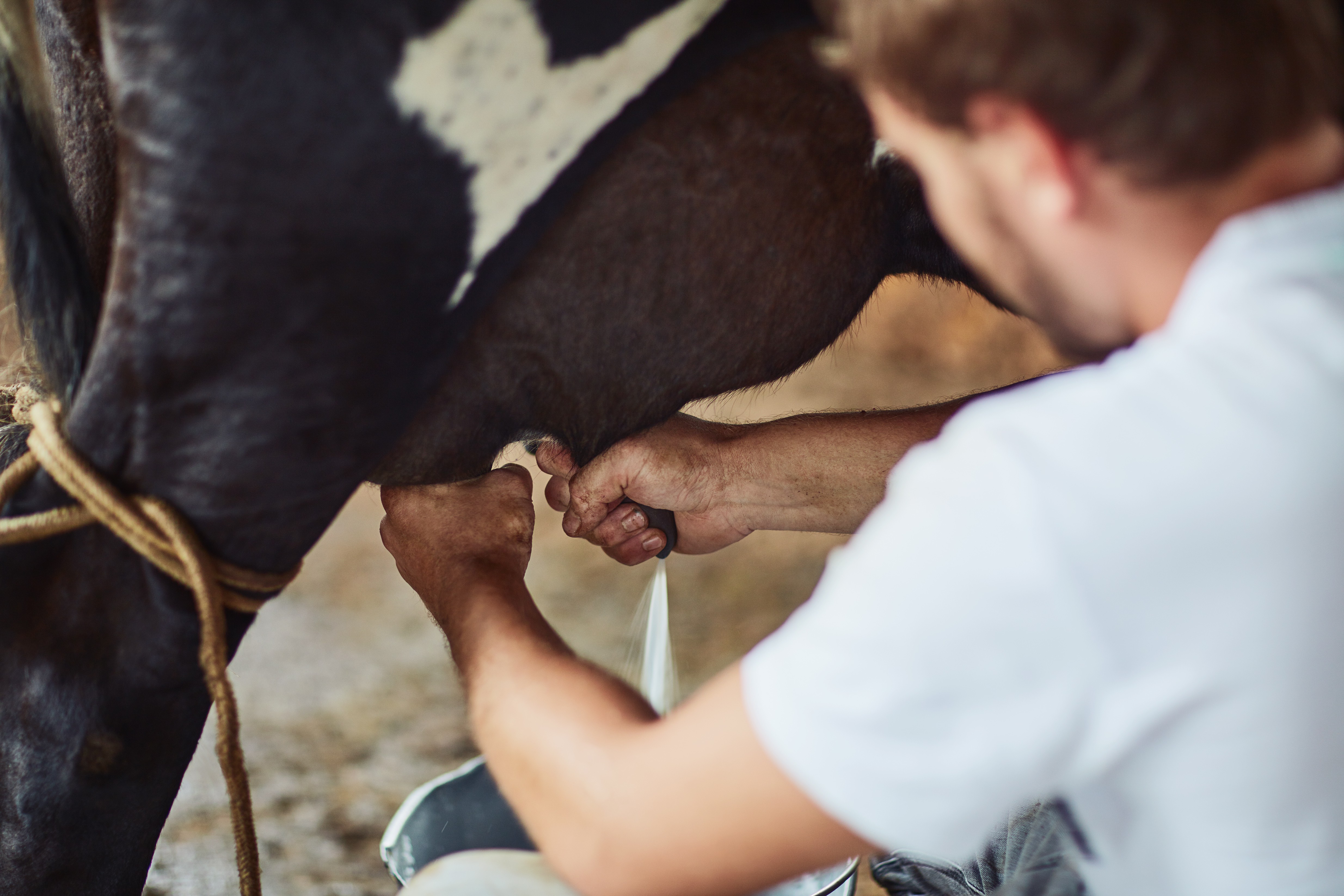leite-vaca-produção-produtor (Foto: Getty Images)