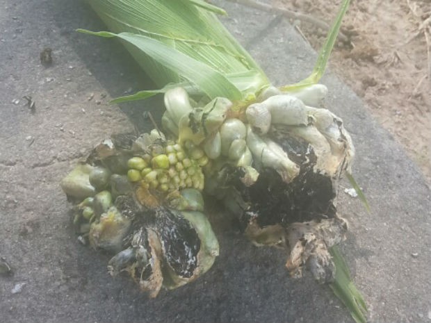 Fungo da doença afeta a divisão celular da planta  (Foto: Rafael Rocha/TEM Você)