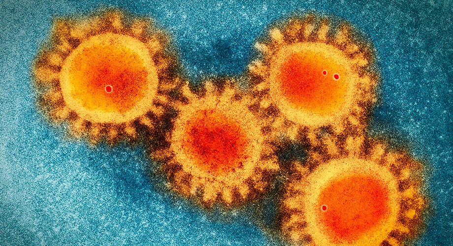 Cientistas provam que novo coronavírus evoluiu naturalmente (Foto: Divulgação)