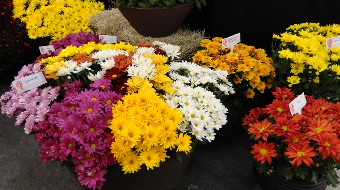 Crisântemo é a flor mais vendida para o Dia de Finados em Divinópolis;  confira valores | Centro-Oeste | G1