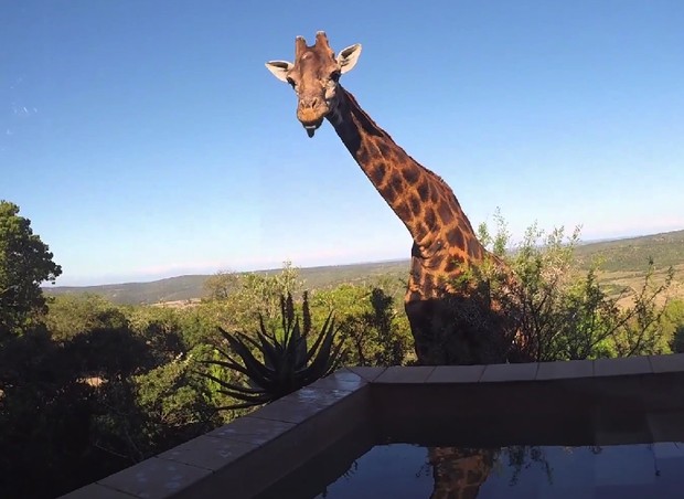 girafa; vídeo; reprodução (Foto: Reprodução / YouTube)