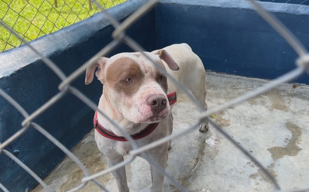 O cão da raça pit bull foi levado para o Canil Municipal de Botucatu; animal de 4 anos era dócil, segundo a família — Foto: Reprodução/TV TEM