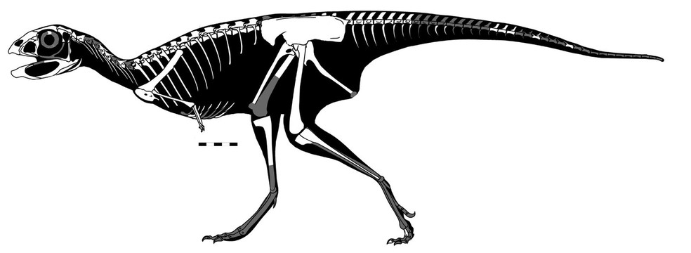 Esquema ósseo completo da Berthasaura Leopoldinae — Foto: Divulgação/Museu Nacional
