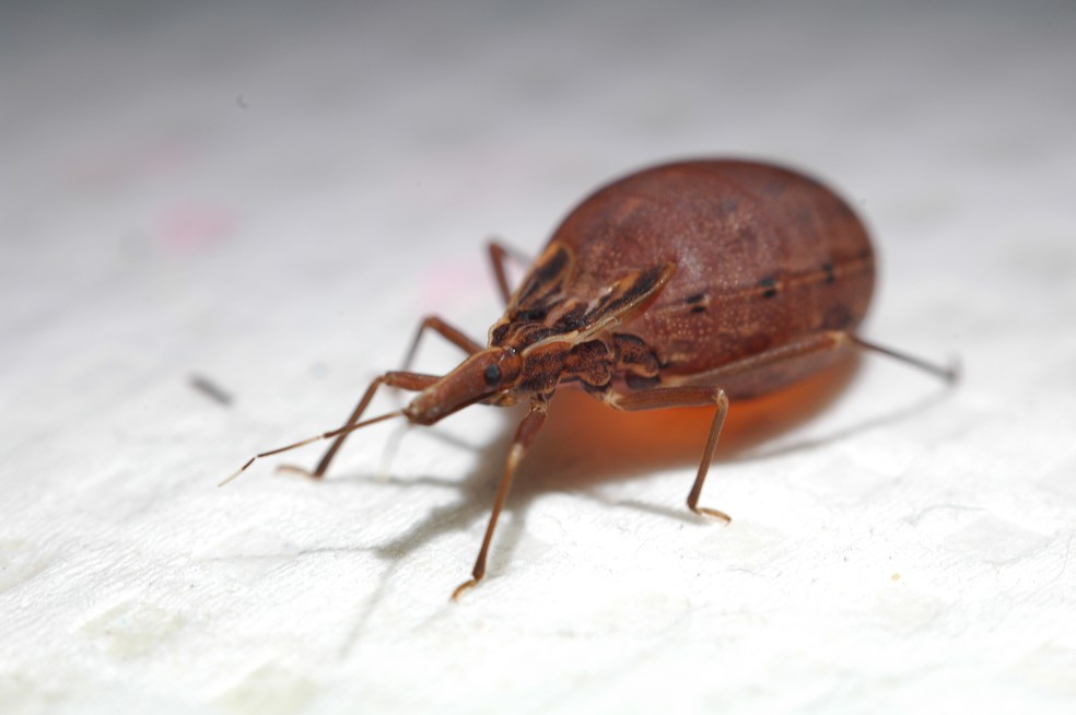 O barbeiro (Rhodnius prolixus), inseto transmissor da doença de Chagas (Foto:  AXS)