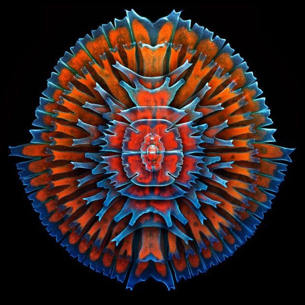 Imagem composta mostra uma única célula de uma alga de água doce (Foto: Divulgação/gor Siwanowicz/2013 Olympus BioScapes Digital Imaging Competition)