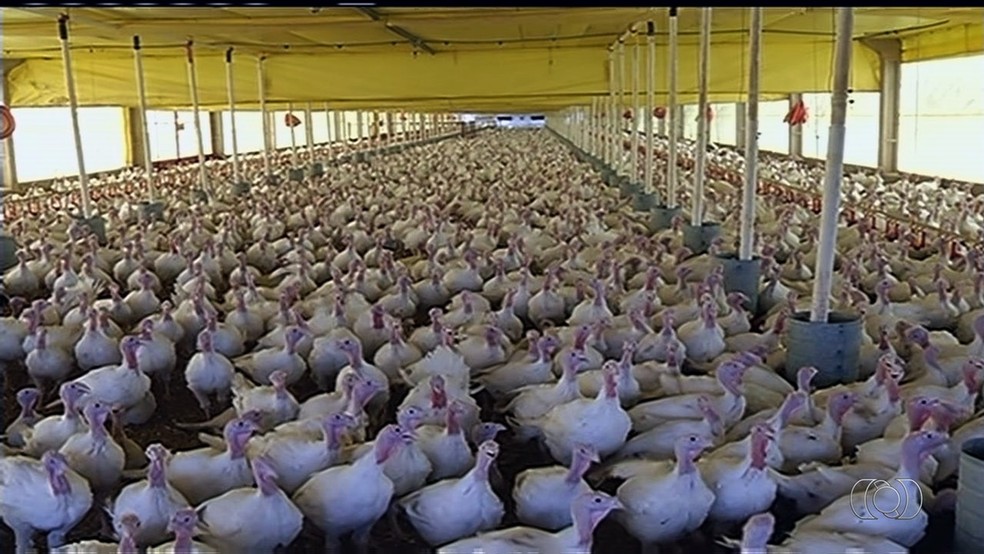 Criação de peru em unidade da BRF em Mineiros (GO)  (Foto: Reprodução/TV Anhanguera)