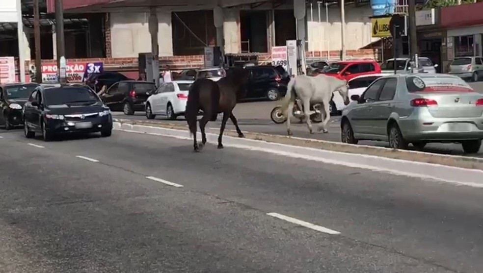 Cavalos flagrados no trânsito da principal dos Bancários, em João Pessoa (Foto: Walter Paparazzo/G1)