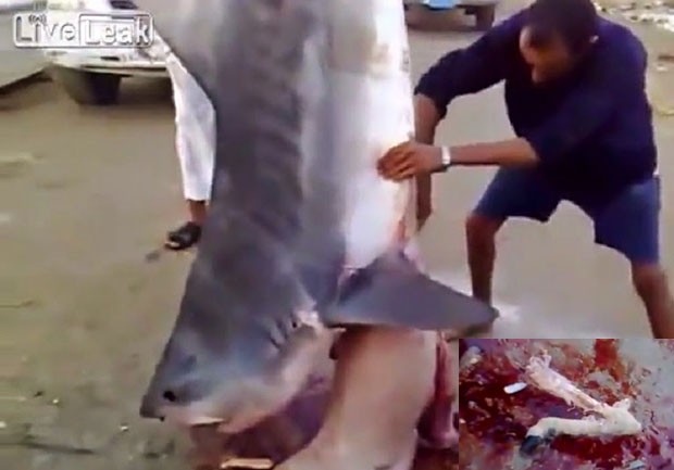 Pescadores sauditas se surpreenderam ao encontrar restos de ovelha no estômago de tubarão (Foto: Reprodução/LiveLeak/Dammam1998)