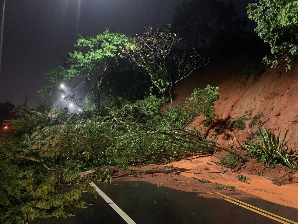 Árvore cai e interdita pista da BR-262 em Viana — Foto: Divulgação/PRF