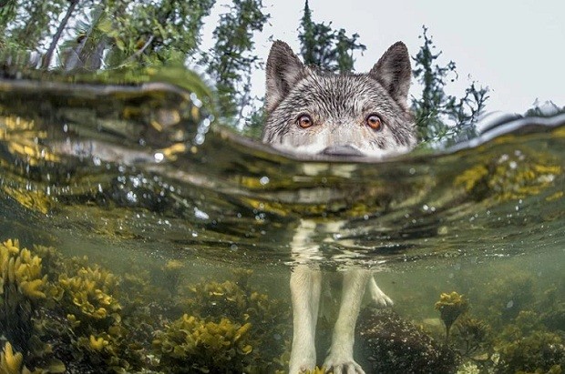 Ian Mcallister – Something’s Fishy (Foto: Ian Mcallister/National Geographic)