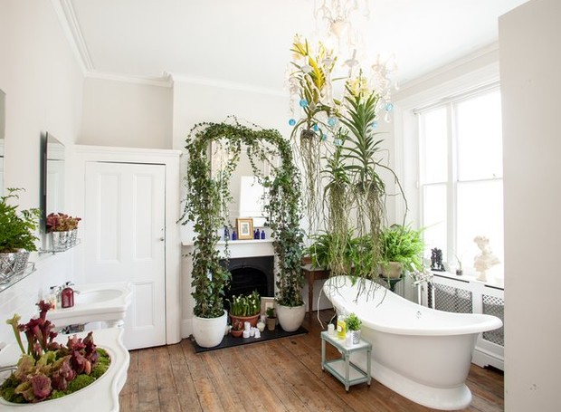 6 plantas para decorar o banheiro - Casa e Jardim | Plantas