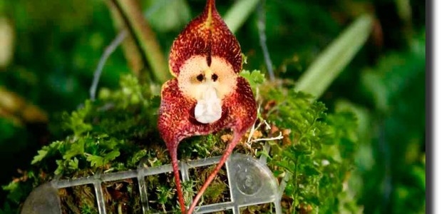 Orquídea cara de Macaco (Foto: Reprodução/ Belas Orquideas)