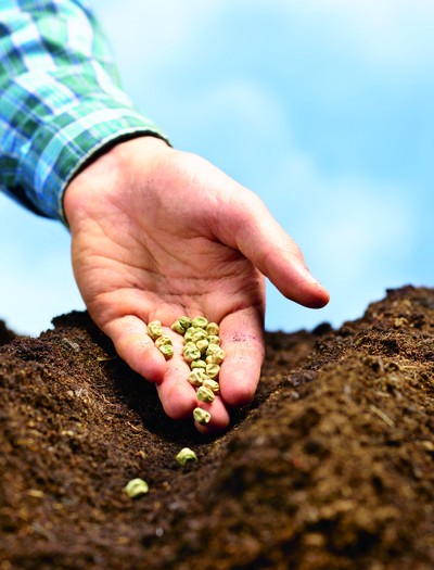 O grão-de-bico exige menos água e permite produzir três safras por ano, além de fixar nitrogênio e atrair nutrientes ao solo (Foto: Getty Images)