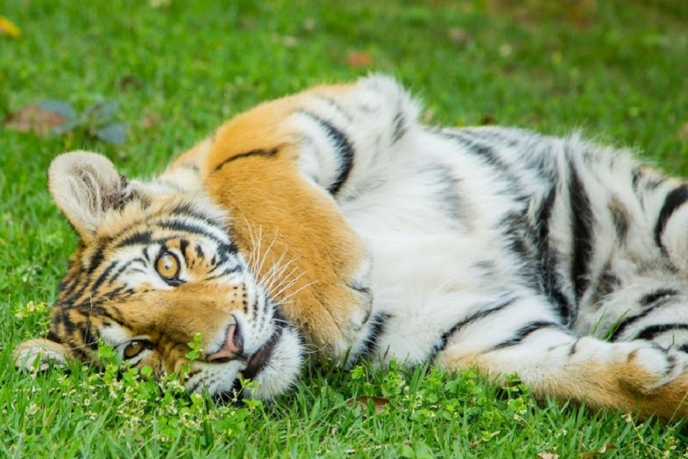 Um dos tigres criados em fazendo de Álvaro de Carvalho  — Foto: Fazenda Kirongozi/Divulgação