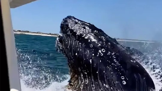 Vídeo de baleia jubarte batendo em barco viraliza nas redes sociais