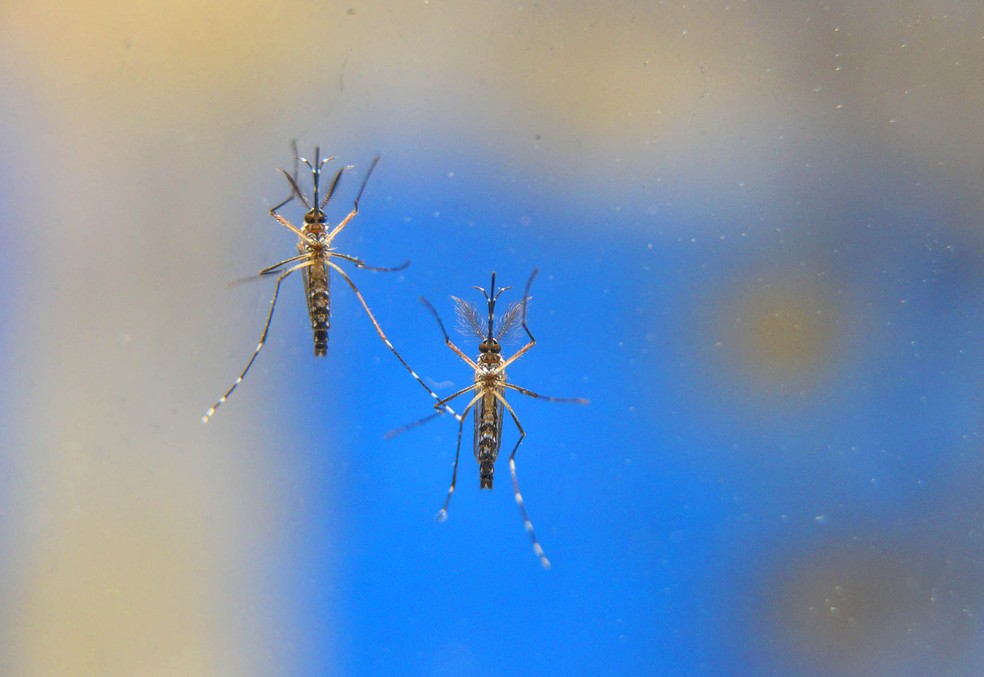 Dezoito pessoas morreram por dengue no Paraná, desde agosto de 2020, segundo dados da Sesa — Foto: Fotos públicas