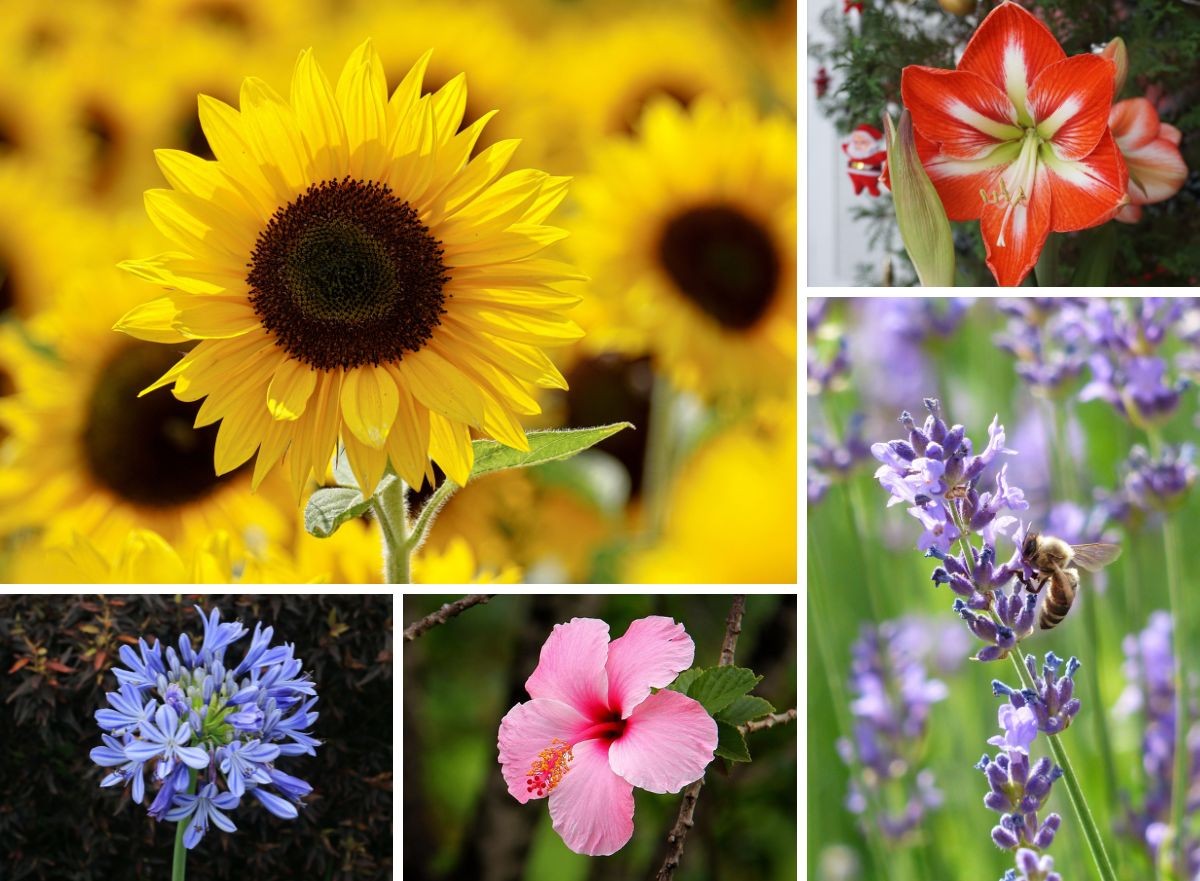 12 espécies de flores para locais com sol intenso | Paisagismo | Casa e  Jardim