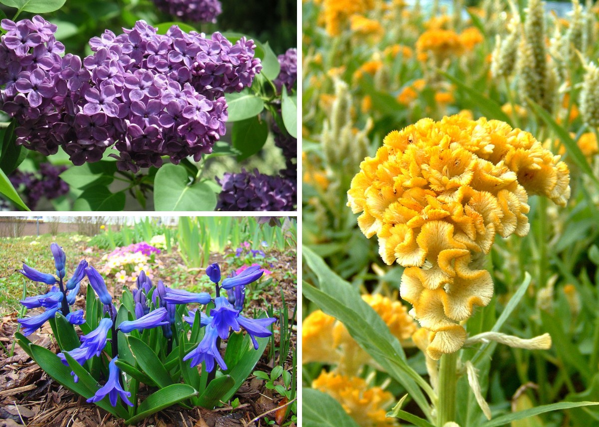 Conheça o nome de algumas flores exótivas (Foto: Casa e Jardim / Reprodução)