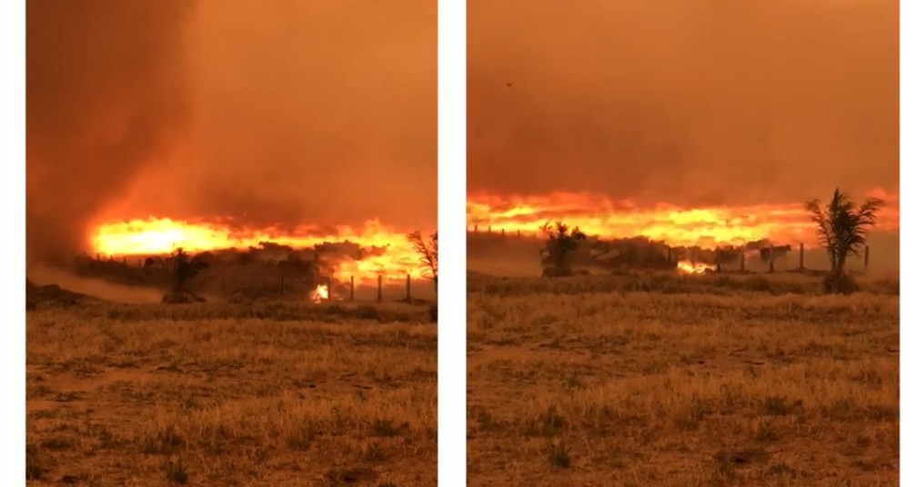 Incêndio deixa rebanho em desespero em Cujubim, RO — Foto: Reprodução