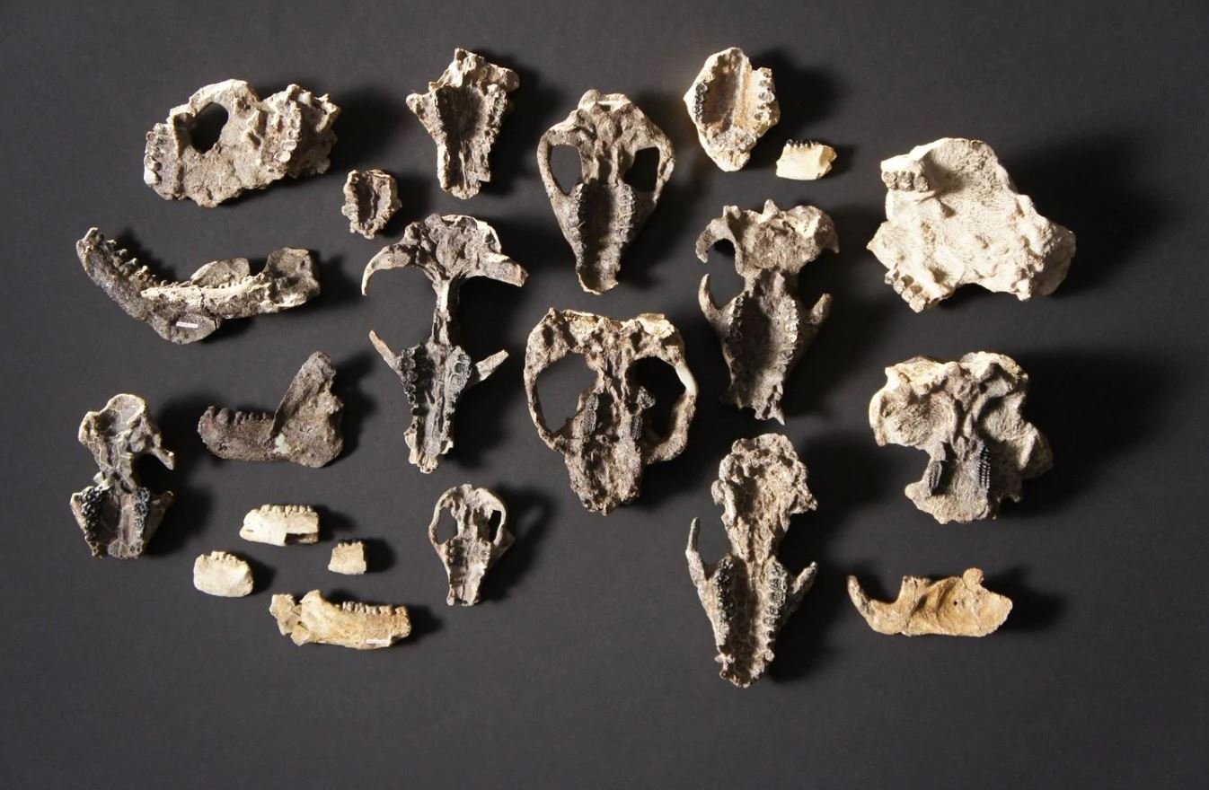 Os pesquisadores acharam mais de mil fósseis de vertebrados  (Foto: HHMI Tangled Bank Studios)