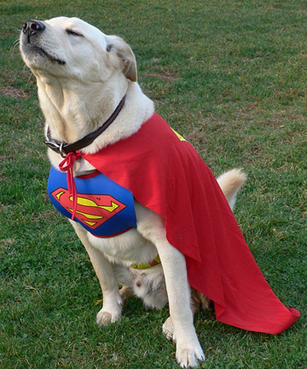 'Super cão' parece querer levantar voo em foto (Foto: Reprodução)
