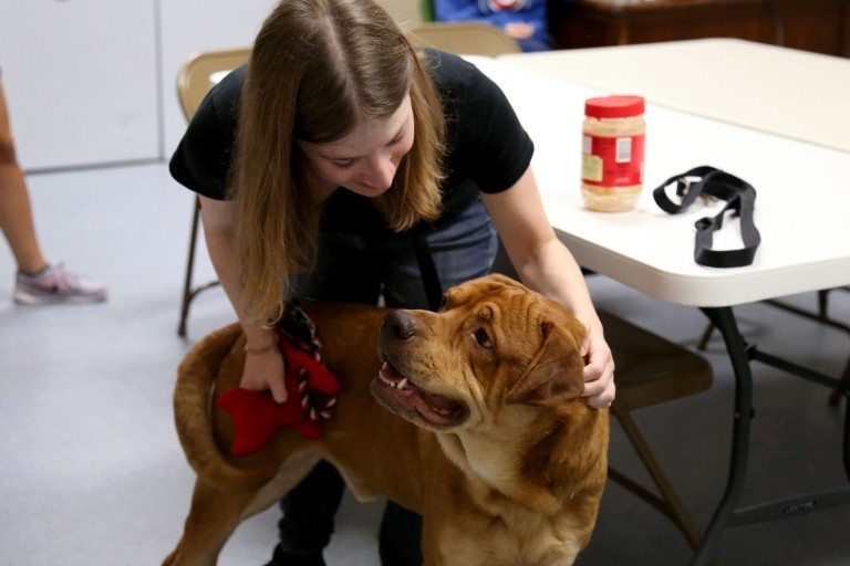 Pesquisadora Samantha Cohen conduziu o estudo enquanto foi voluntária em um abrigo de animais  (Foto: Cadence Baugh Chang, Indiana University)
