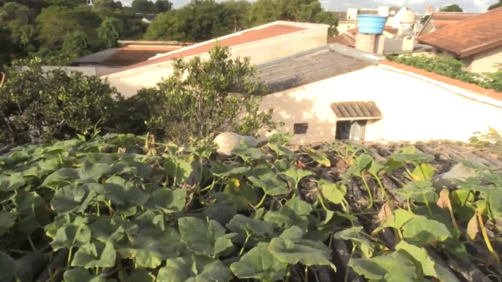 Plantação de abóbora no telhado — Foto: RPC/Reprodução