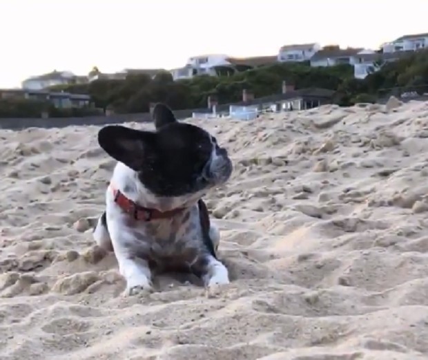 Cãozinho de Sasha (Foto: Instagram / Reprodução)