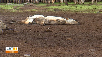 Justiça determina que gado vítima de maus-tratos seja removido e alimentado