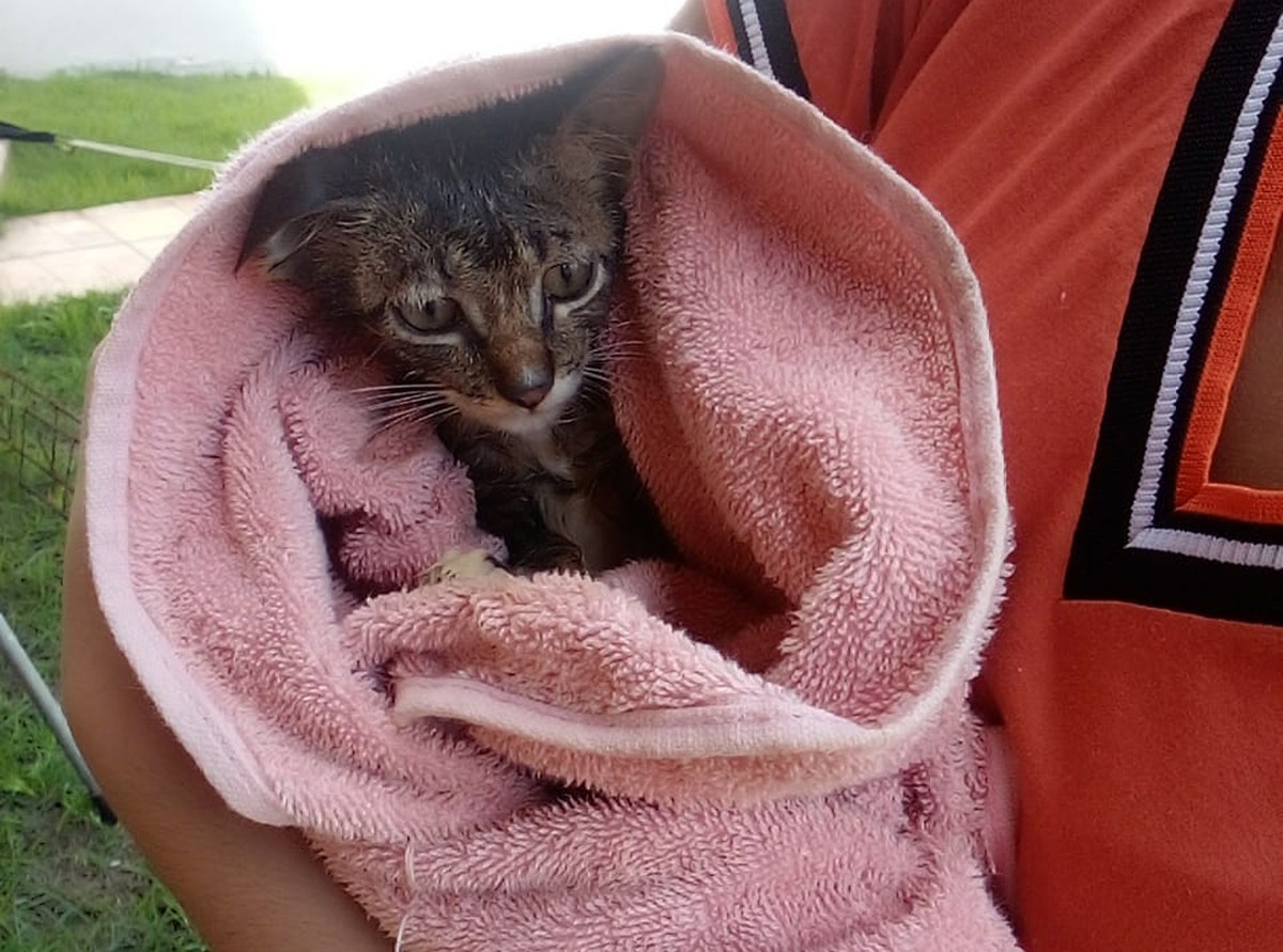 FOTOS: Filhote de gato é resgatado após cair no poço de 7 metros no sul da Bahia |  Bahia