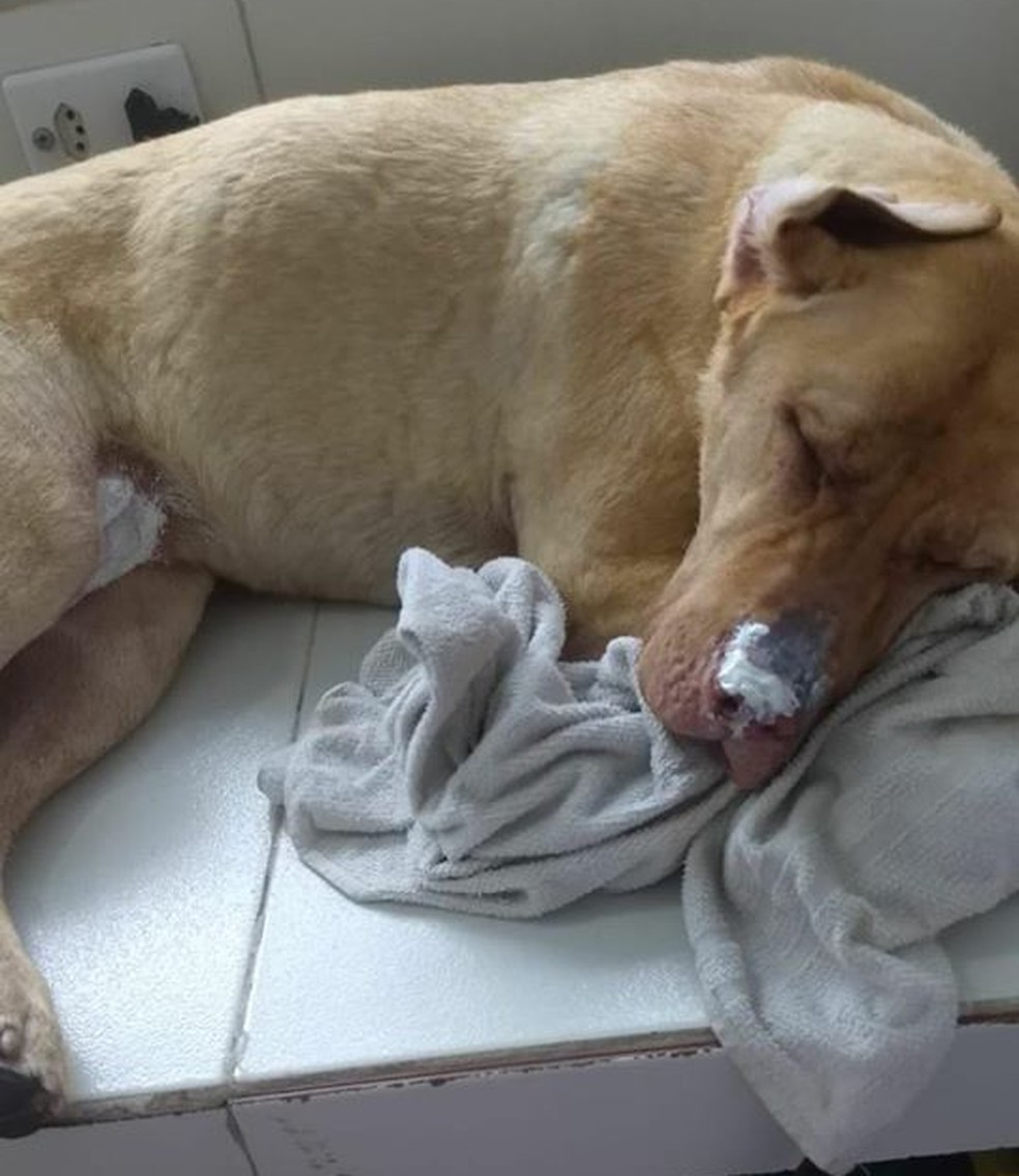 Cachorra foi encontrada ferida após correr devido ao susto da explosão e foi socorrida por veterinários em Guarujá, SP  — Foto: Arquivo Pessoal