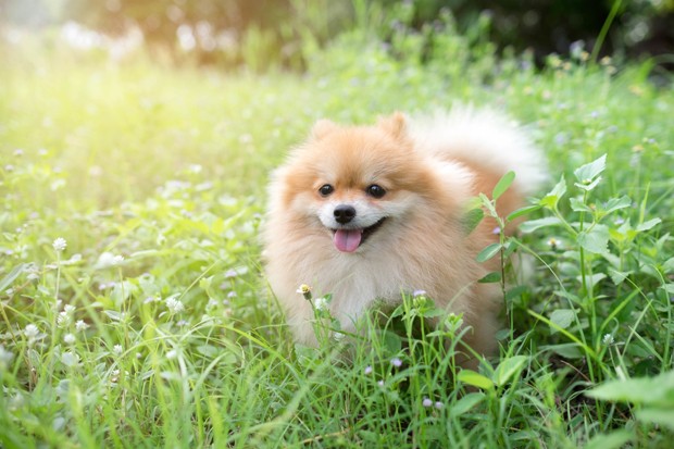 cute fluffy Pomeranian dog sitting in a spring park surrounded by yellow flowers on a sunny day (Foto: Getty Images/iStockphoto)