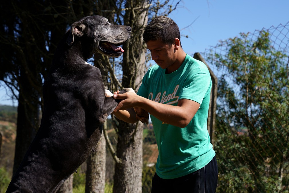 A cadela Vênus foi abandonada no sítio da ONG Amigos de São Francisco; ela chegou a ser adotada, mas a família devolveu um dia depois — Foto: Marcelo Brandt/G1