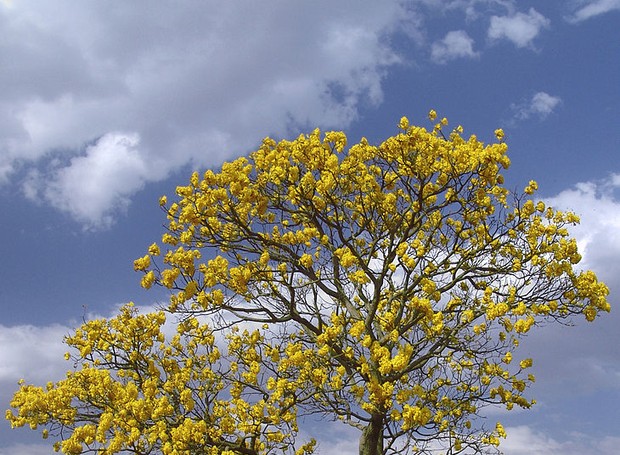 O ipê-amarelo é uma das árvores mais comuns do Brasil (Foto: José Reynaldo da Fonseca/Wikimedia Commons)