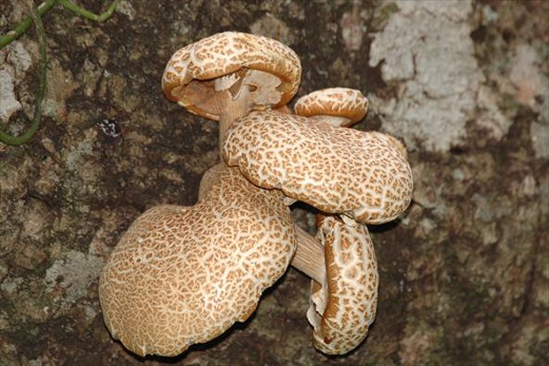 Shiitake Culinária Oriental