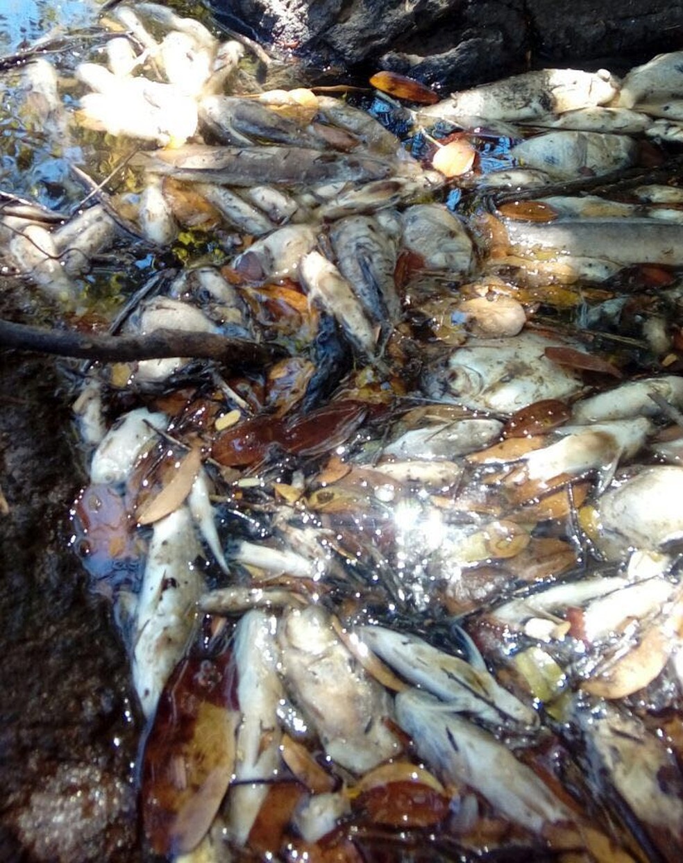 Amostras de gua e peixes mortos foram colhidas em trechos do rio (Foto: Divulgao)