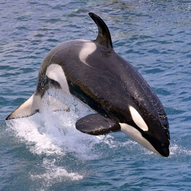 As orcas têm grande destreza com os lábios diferentemente de outras espécies (Foto: Getty Images via BBC)