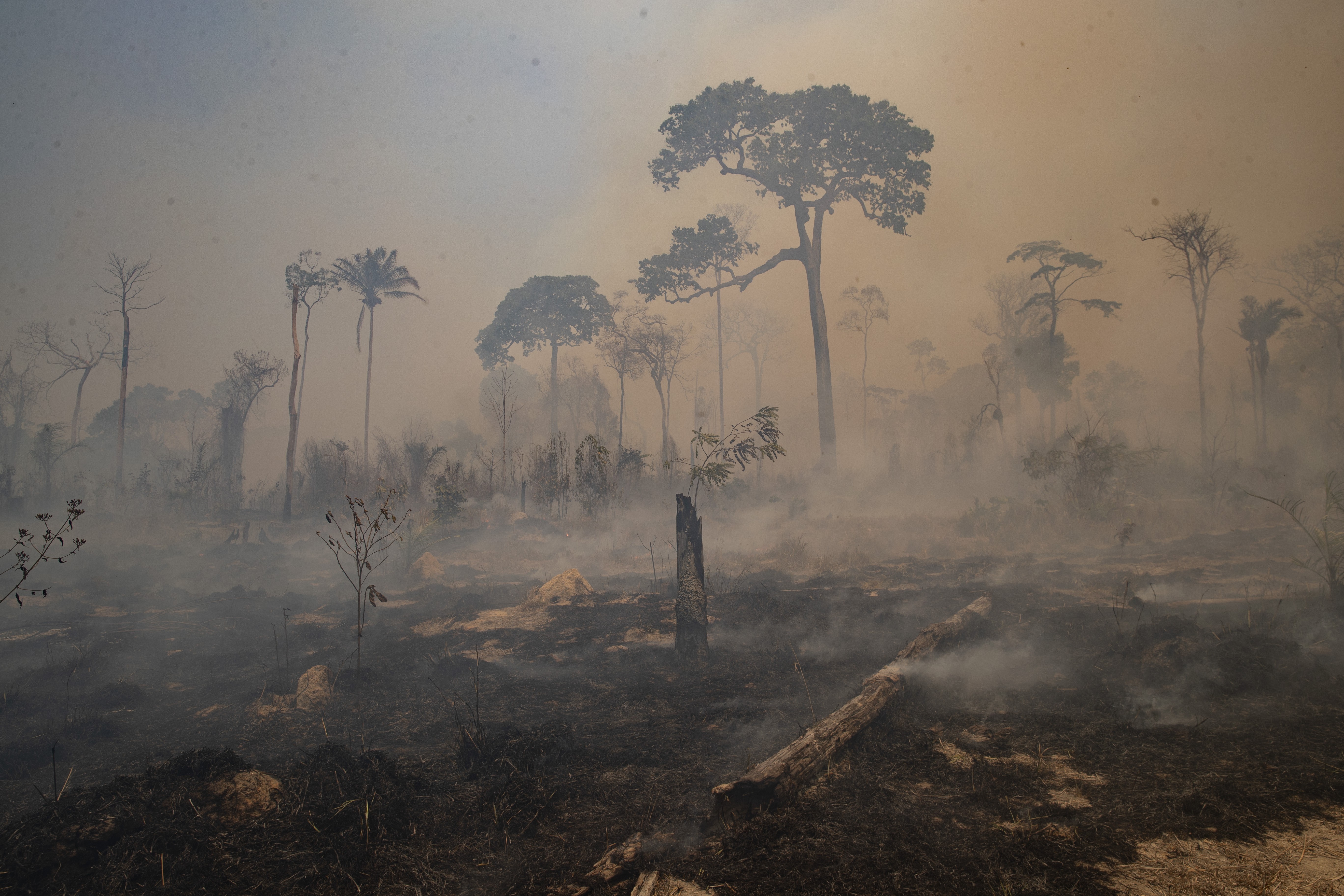 Desmatamento na Amazônia na temporada 2020/2021 é o maior dos últimos dez anos, diz Imazon thumbnail