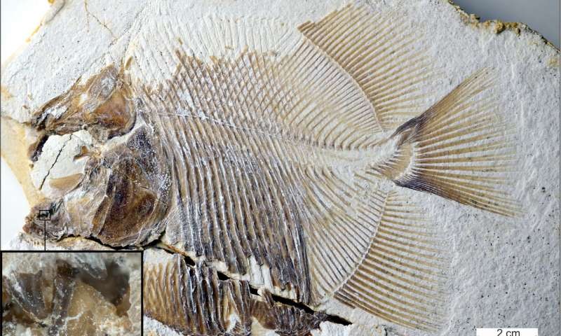 Fóssil de peixe parecido com a piranha que viveu há 150 milhões de anos.  (Foto: M. Ebert and T. Nohl)