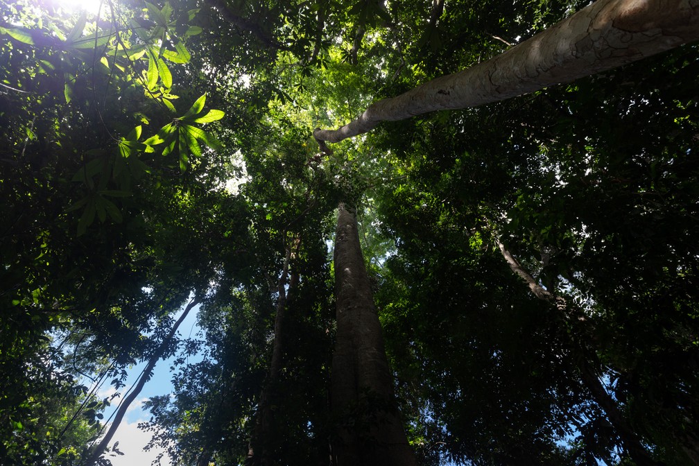 Árvores são vistas durante trilha na Floresta Nacional do Tapajós — Foto: Marcelo Brandt/G1