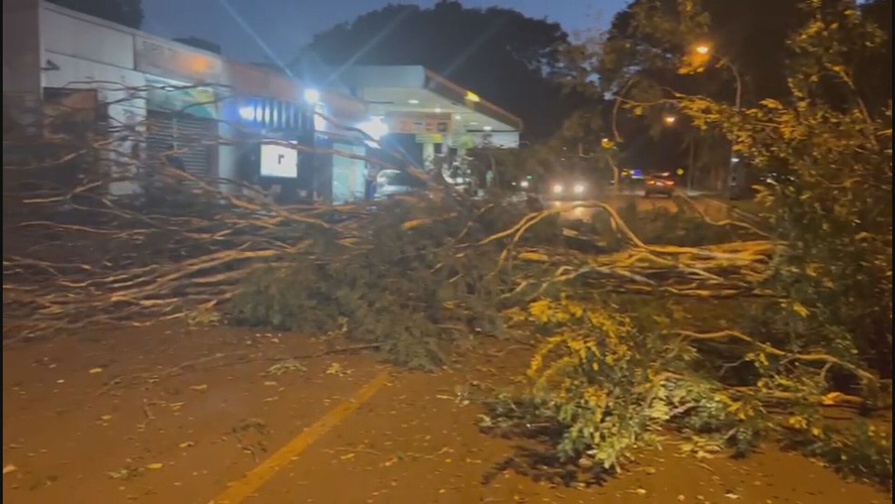 Árvore caída no meio da rua na Asa Sul, em Brasília — Foto: Reprodução