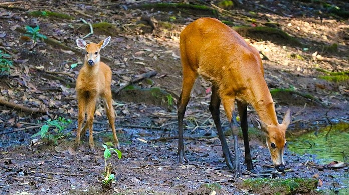 Filhote De Cervo Do Pantanal E A Nova Atracao Do Parque Ecologico De Sao Carlos Sao Carlos E Araraquara G1