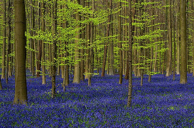 Floresta azul (Foto: Reprodução/Nômades Digitais)