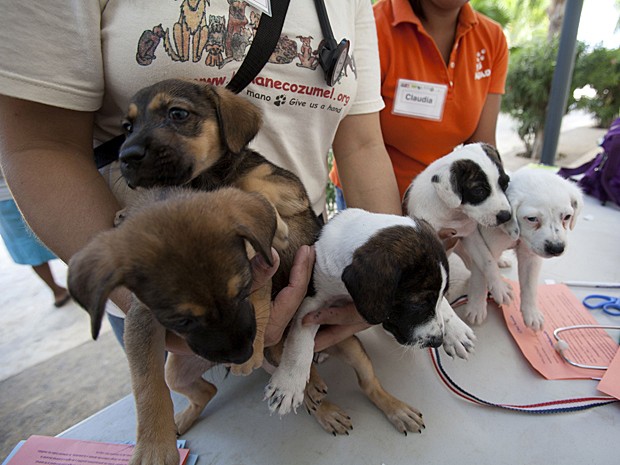 Cães (Foto: Victor Ruiz Garcia/Reuters)