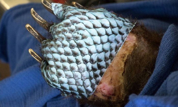 Pele de tilápia ajuda na cicatrização de patas de animais queimados em incêndio na Califórnia (Foto: Travis VanZant / Departamento de Pesca e Vida Selvagem da Califórnia)