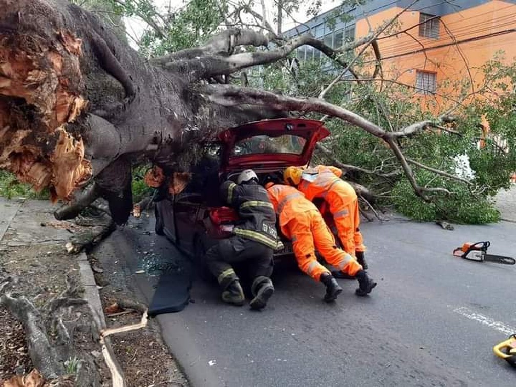 Árvore cai em cima de carro que passava por avenida de Poços de Caldas (MG) — Foto: Divulgação/Corpo de Bombeiros 
