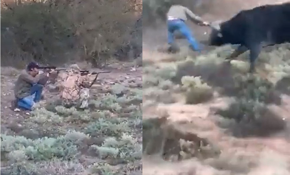 Imagens mostram caçador mexicano atirando em búfalo, antes de morrer com uma chifrada dele na Argentina — Foto: Reprodução/Redes Sociais
